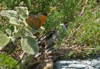 �okg�zl� Orman Esmeri&nbsp;(Aricia&nbsp;artaxerxes)