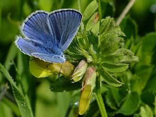 okgzl Mavi (Polyommatus icarus)