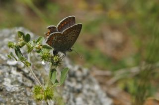 �okg�zl� Mavi&nbsp;(Polyommatus&nbsp;icarus)