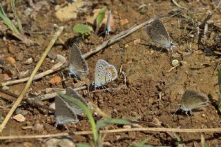 okgzl Mavi (Polyommatus icarus)