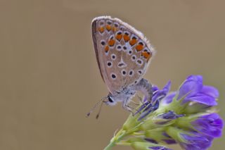 okgzl Mavi (Polyommatus icarus)