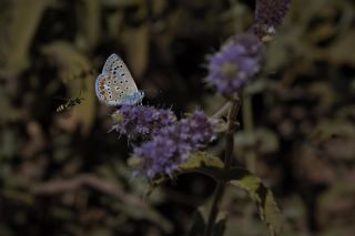 okgzl Mavi (Polyommatus icarus)