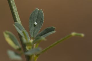 okgzl Mavi (Polyommatus icarus)