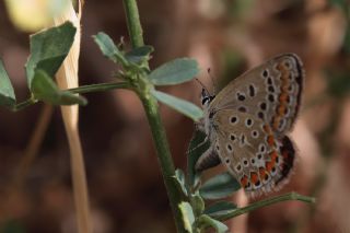 okgzl Mavi (Polyommatus icarus)
