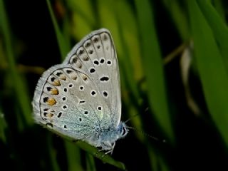 okgzl Mavi (Polyommatus icarus)