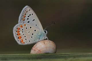 okgzl Mavi (Polyommatus icarus)