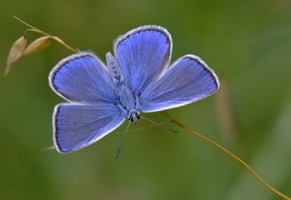 okgzl Mavi (Polyommatus icarus)