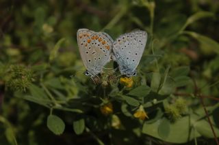 �okg�zl� Mavi&nbsp;(Polyommatus&nbsp;icarus)
