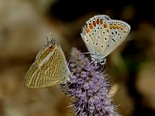 Lampides (Lampides boeticus)