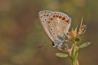 okgzl Mavi (Polyommatus icarus)