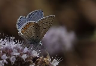 okgzl Mavi (Polyommatus icarus)