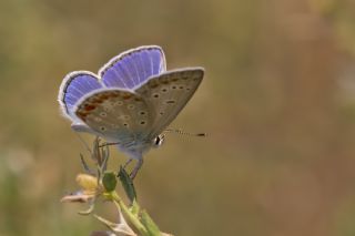 okgzl Mavi (Polyommatus icarus)