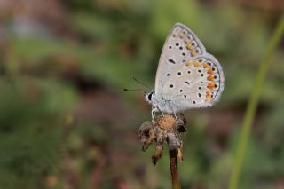 okgzl Mavi (Polyommatus icarus)