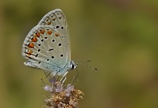 okgzl Mavi (Polyommatus icarus)