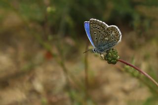 okgzl Gk Mavisi (Polyommatus bellargus)