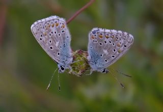 okgzl Gk Mavisi (Polyommatus bellargus)