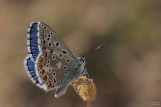 okgzl Gk Mavisi (Polyommatus bellargus)