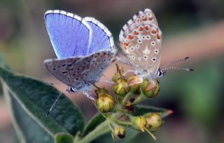 okgzl Gk Mavisi (Polyommatus bellargus)