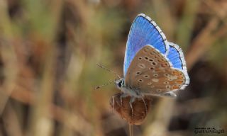 okgzl Gk Mavisi (Polyommatus bellargus)