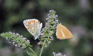 �okg�zl� G�k Mavisi&nbsp;(Polyommatus&nbsp;bellargus)
