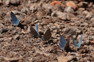 okgzl Gk Mavisi (Polyommatus bellargus)