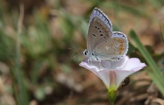 okgzl Turkuvaz Mavisi (Polyommatus dorylas)