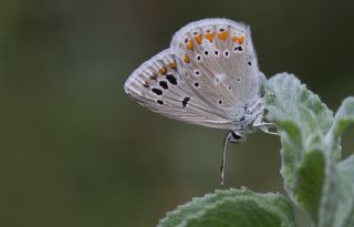 okgzl Turkuvaz Mavisi (Polyommatus dorylas)