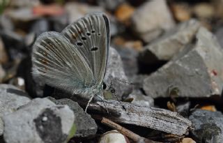 okgzl Turkuvaz Mavisi (Polyommatus dorylas)