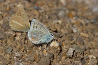 okgzl Turkuvaz Mavisi (Polyommatus dorylas)