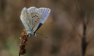 okgzl Turkuvaz Mavisi (Polyommatus dorylas)