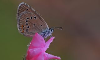 Mazarin Mavisi (Polyommatus semiargus)