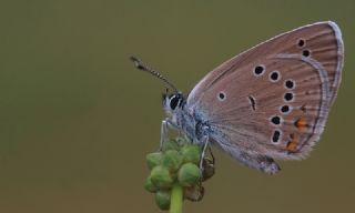 Mazarin Mavisi (Polyommatus semiargus)