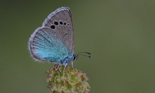 Karagz Mavisi (Glaucopsyche alexis)