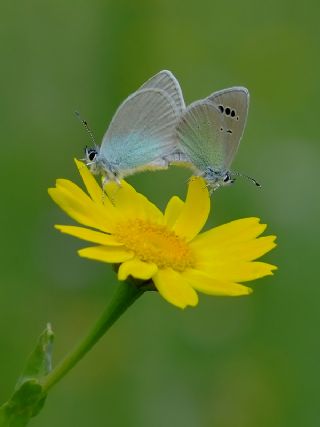 Karagz Mavisi (Glaucopsyche alexis)