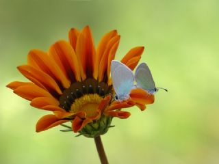 Hatayl parhan (Melitaea collina)