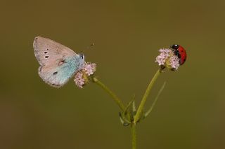 Karagz Mavisi (Glaucopsyche alexis)