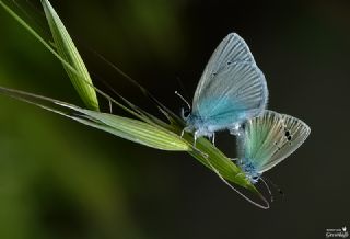 Karagz Mavisi (Glaucopsyche alexis)