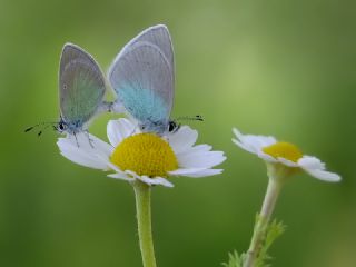 Karagz Mavisi (Glaucopsyche alexis)