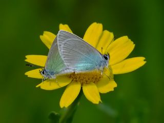 Karagz Mavisi (Glaucopsyche alexis)