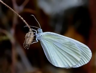 Narin Orman Beyaz (Leptidea sinapis)
