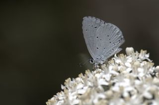 Kutsal Mavi (Celastrina argiolus)