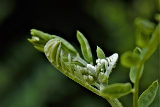 Kutsal Mavi (Celastrina argiolus)