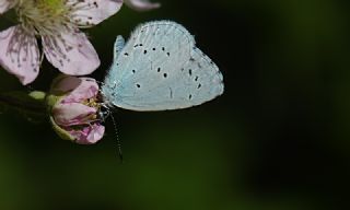 Kutsal Mavi (Celastrina argiolus)