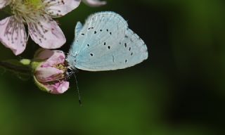 Kutsal Mavi (Celastrina argiolus)