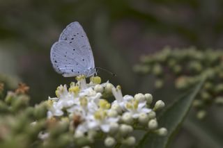 Kutsal Mavi (Celastrina argiolus)