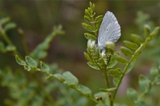 Kutsal Mavi (Celastrina argiolus)