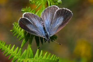 Kutsal Mavi (Celastrina argiolus)