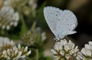 Kutsal Mavi (Celastrina argiolus)