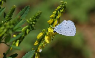 Kutsal Mavi (Celastrina argiolus)