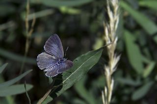 Kutsal Mavi (Celastrina argiolus)